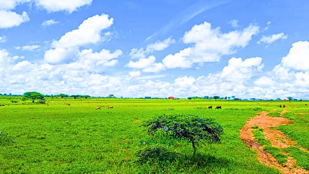 Buying Land in Kenya