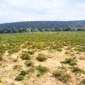 Land for sale in Naivasha