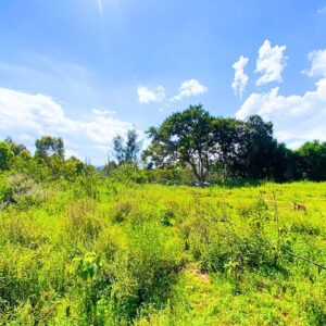 Guide to buying land in Kenya