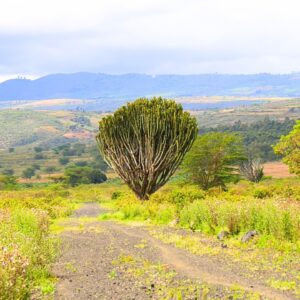 SOLD OUT -PANA RANCH 1 NAIVASHA