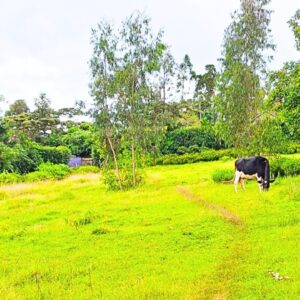 1 Acre land for sale in Ngong